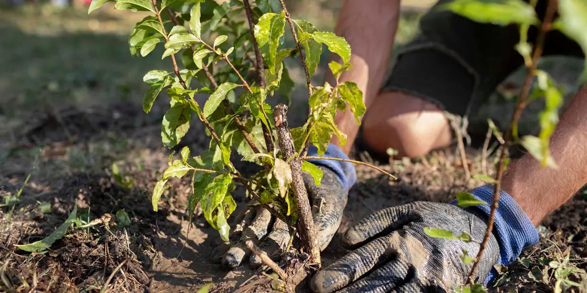 homme qui plante un arbre pour l'opération Plantons le décor organisée par la CAPSO dans le marais de Saint-Omer (62)