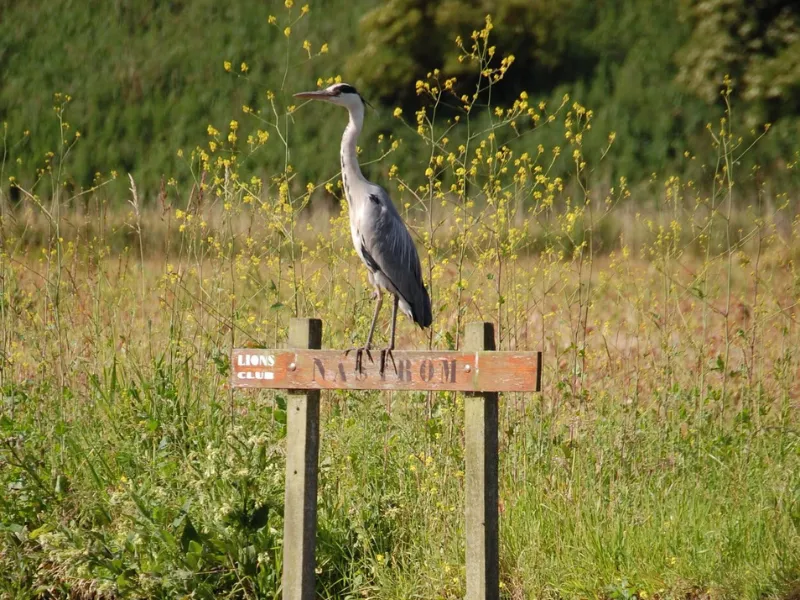 héron posé dans le marais Audomarois