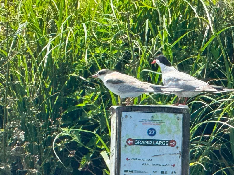 2 sternes posés dans le marais Audomarois (62)