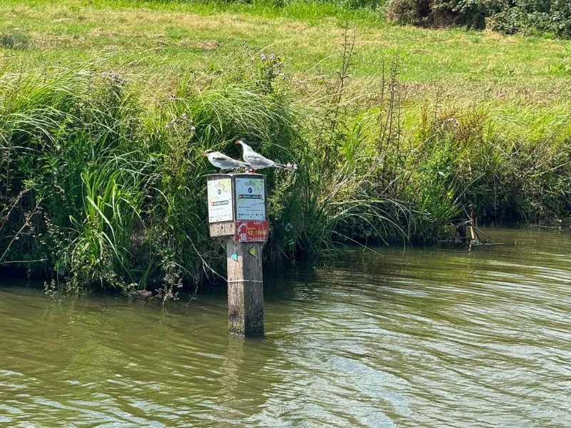2 sternes posés dans le marais de Saint-Omer à Salperwick (62)